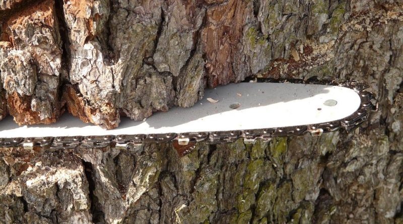 Piemonte – Urge un regolamento sugli abbattimenti per tutelare gli alberi simbionti