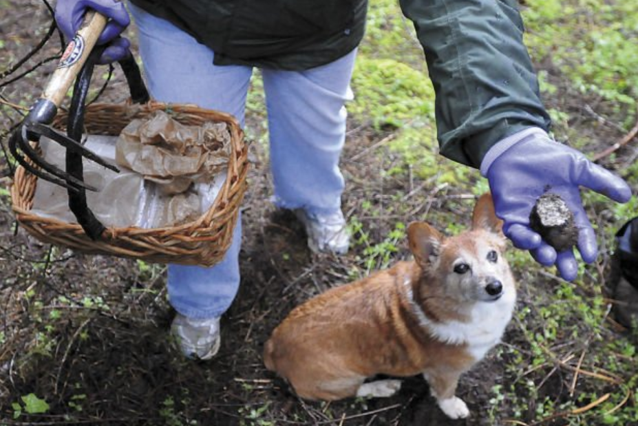 I Corgi: la razza preferita dalla Regina, impiegata per la cerca dei tartufi