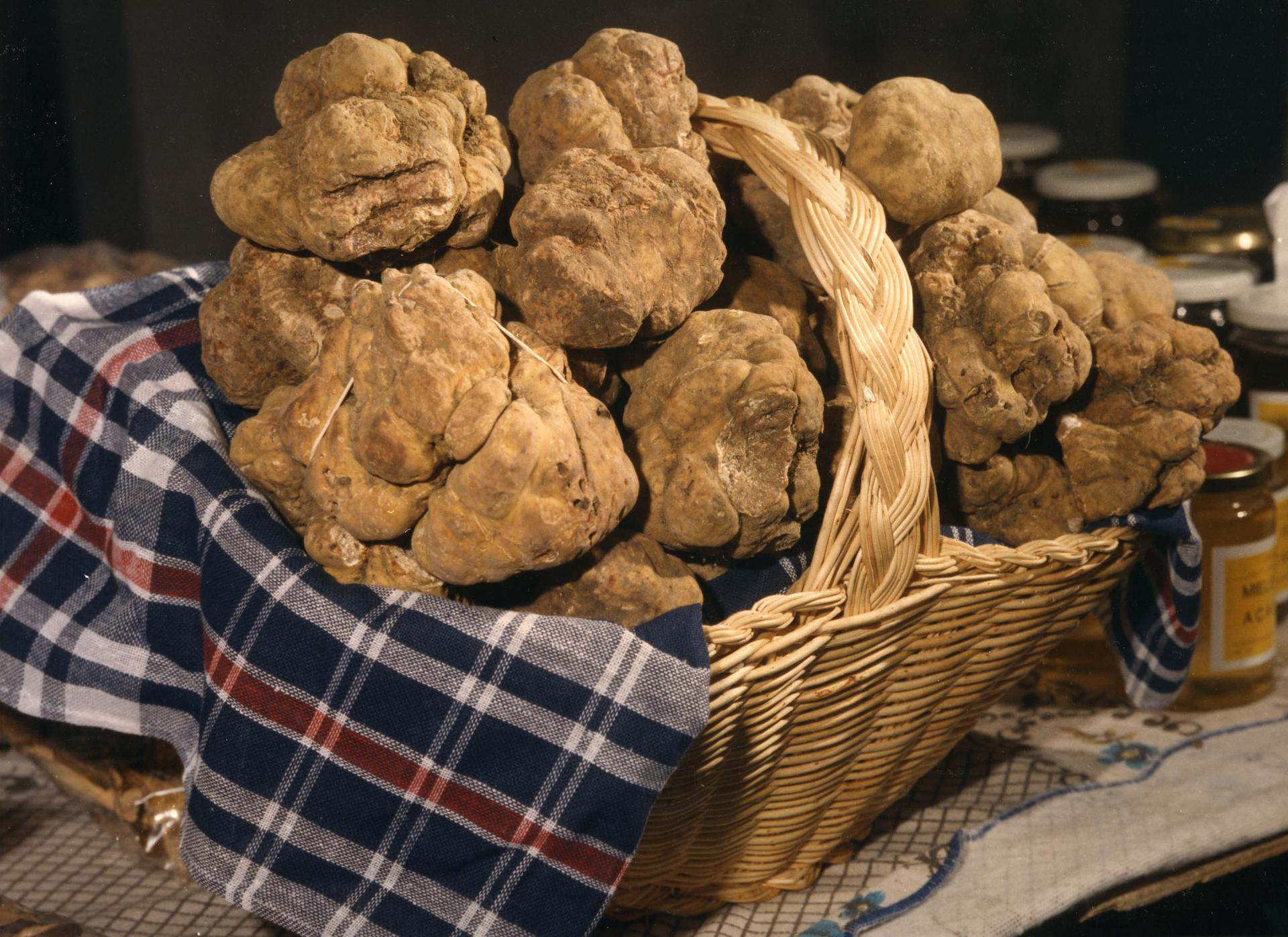 Quando nel 1983 l’ Italia annunciò di poter coltivare il Tartufo Bianco