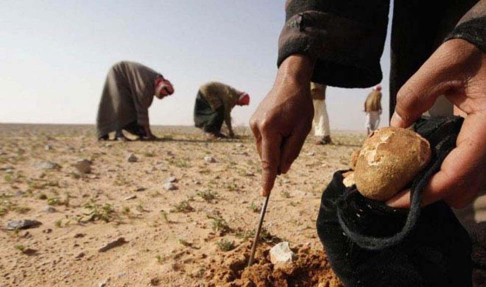 I “Tartufai” del Deserto nel Qatar