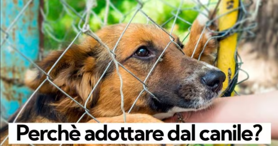 Meticcio da tartufi? prendilo al canile – Editoriale