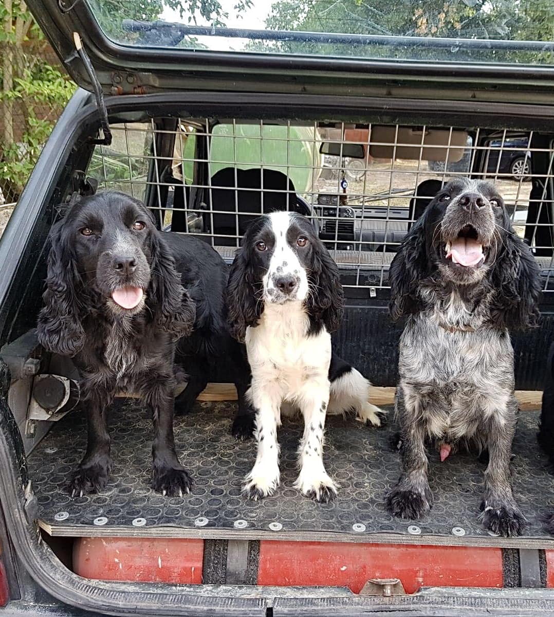Umbria – Rubati 3  Cocker Spaniel da tartufi :  Aiutateci a riportarli a casa