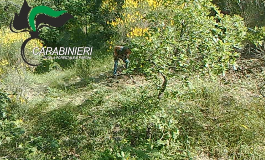 Abruzzo – Sorpresi a zappare una Scorzonaia, denunciati penalmente. Rischiano il carcere