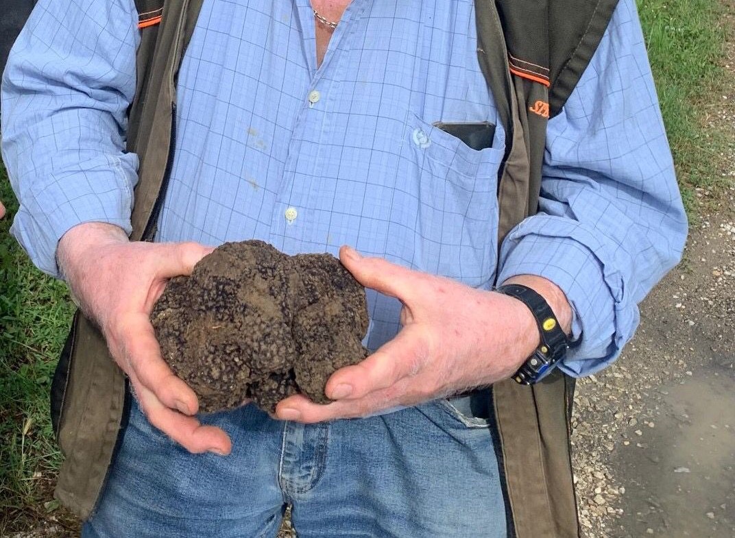 Scovato MAXI Tartufo Scorzone di oltre 1kg