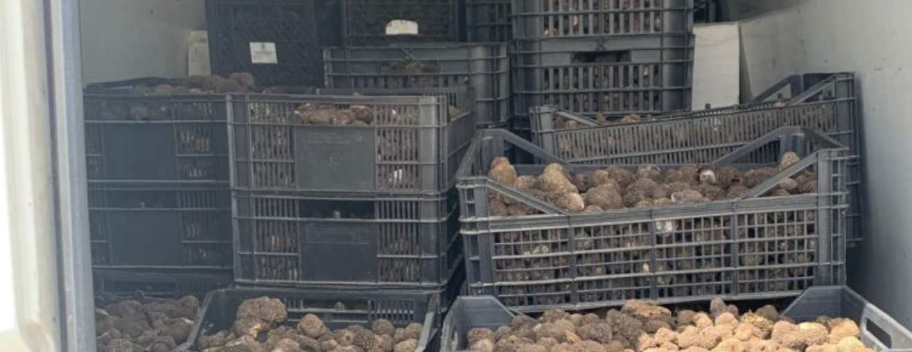 Abruzzo – Maxi sequestro di 22 Quintali di tartufo proveniente dalla Romania