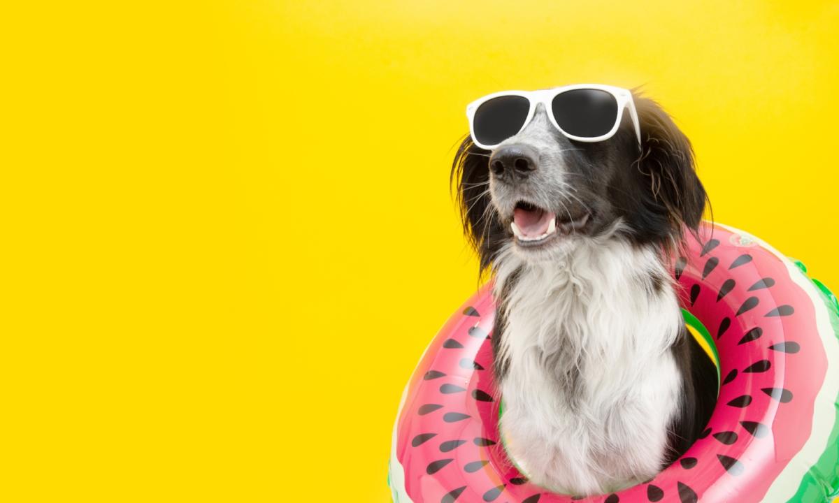 Il Cane da Tartufi in Vacanza: ecco gli Hotel che ammettono i Nostri Gregari