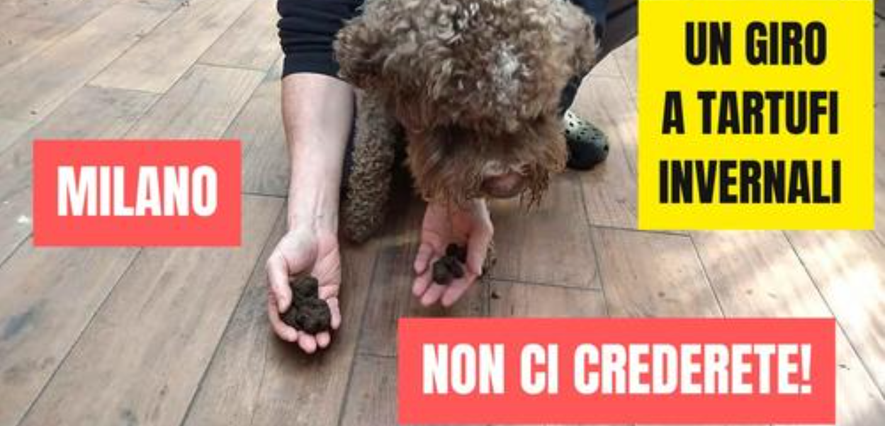 A Tartufi in Città: in Cerca di Brumale e Nero Pregiato  al centro di Milano