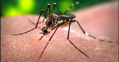 Allerta Dengue anche in Italia: le zanzare dei Boschi veicolano la malattia?