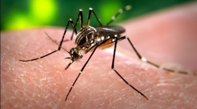 Allerta Dengue anche in Italia: le zanzare dei Boschi veicolano la malattia?