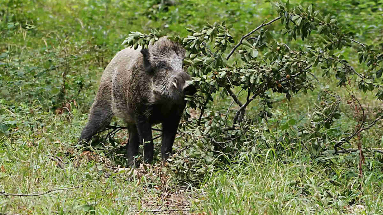 Le urine nell’addestramento, per l’assuefazione al selvatico del cane da tartufi
