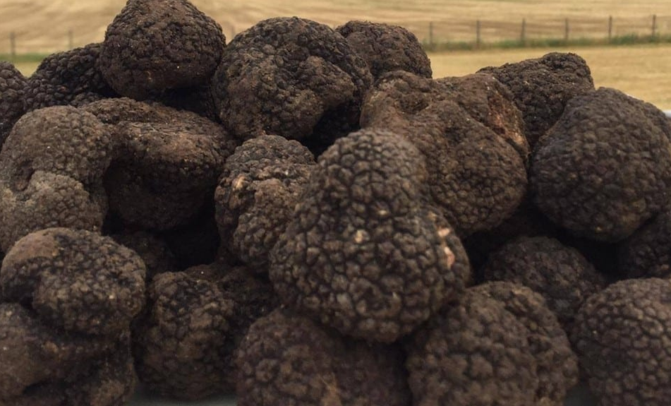 Lode al Tartufo ESTIVO