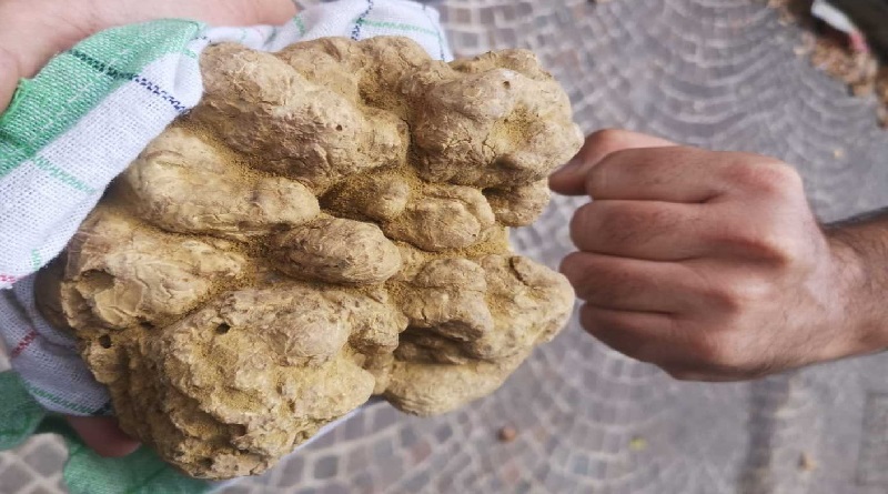 Marche – Ecco le date di tutte le Fiere dedicate al Tartufo Bianco 2024