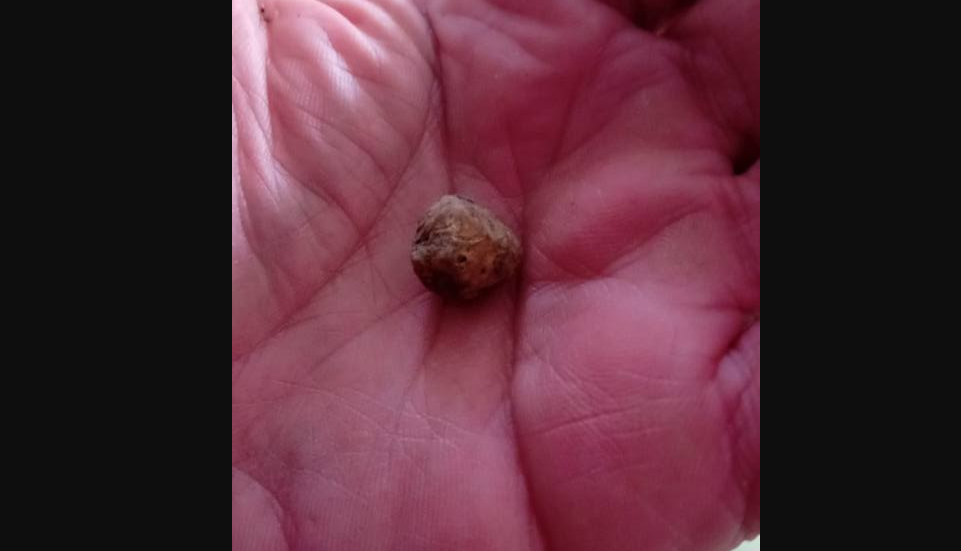 7000€ al Kg! La Lombardia Annulla gli eventi dedicati al Tartufo Bianco