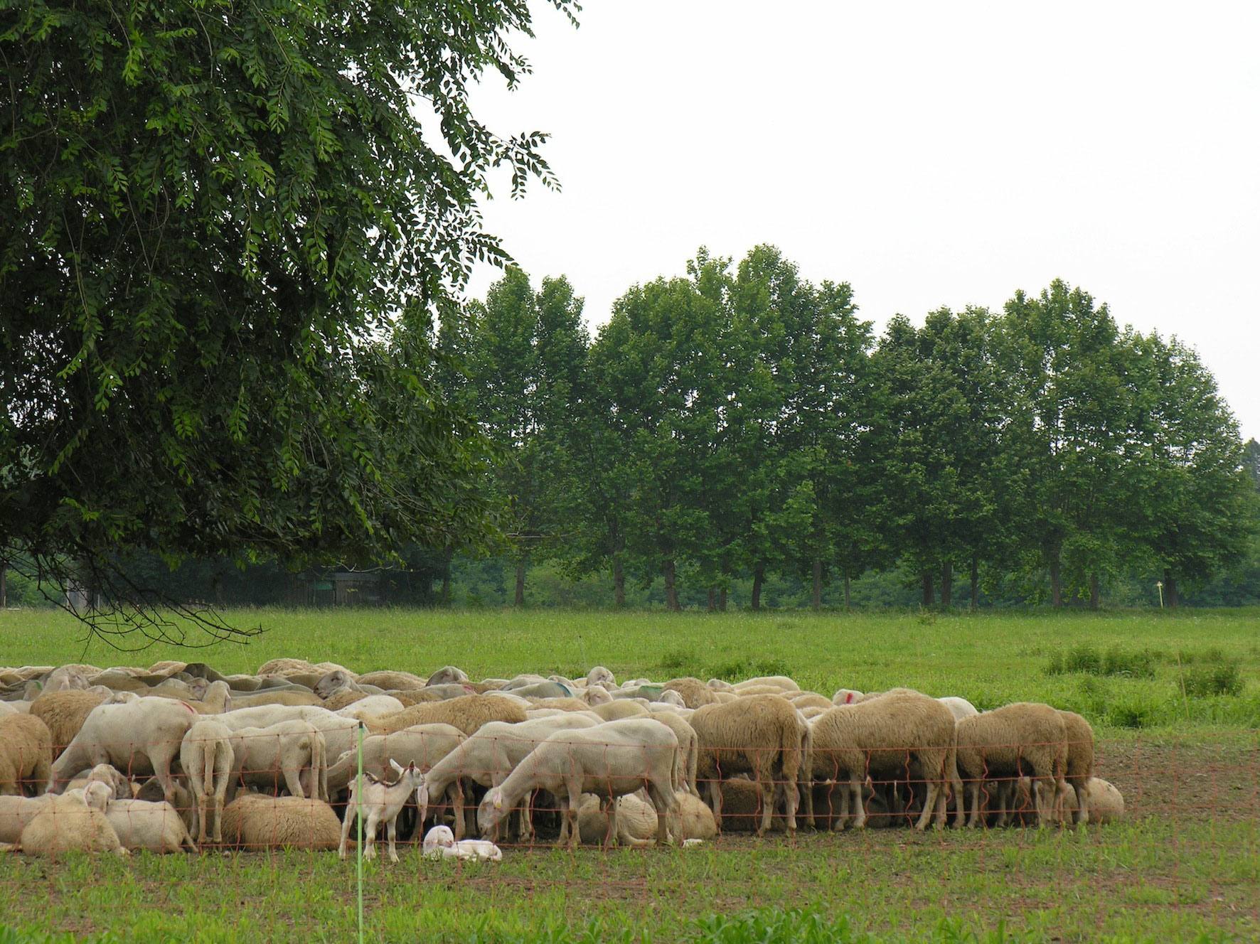 Pastorizia e tartuficoltura? in Sardegna ci stanno provando grazie alle Pecore