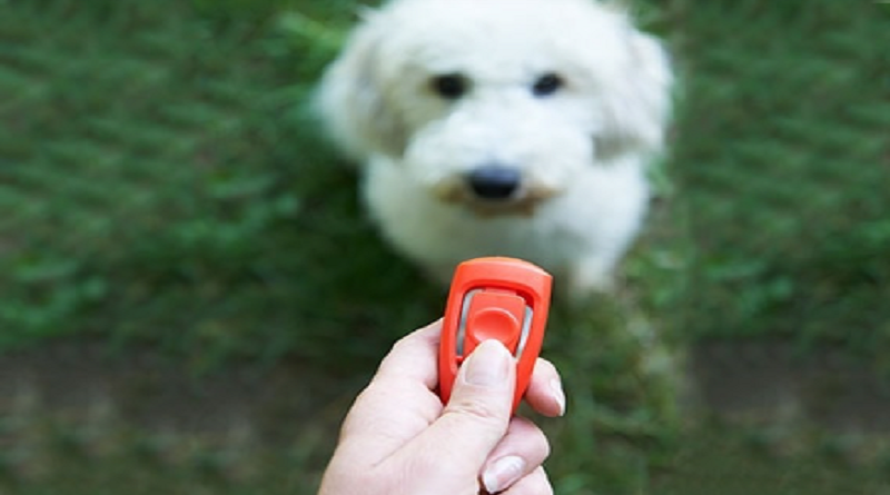 Il Clicker Un Alleato Prezioso nell’Addestramento del Cane da Tartufi