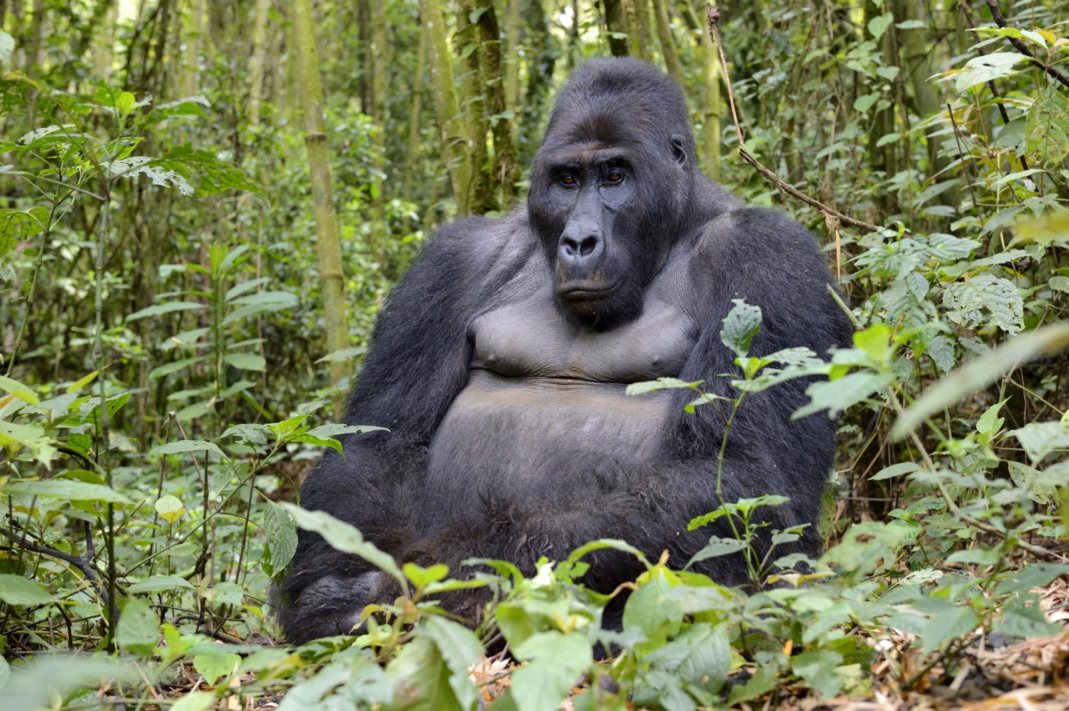 Il Gorilla Cerca i funghi ipogei La scoperta ha fatto il giro del Mondo