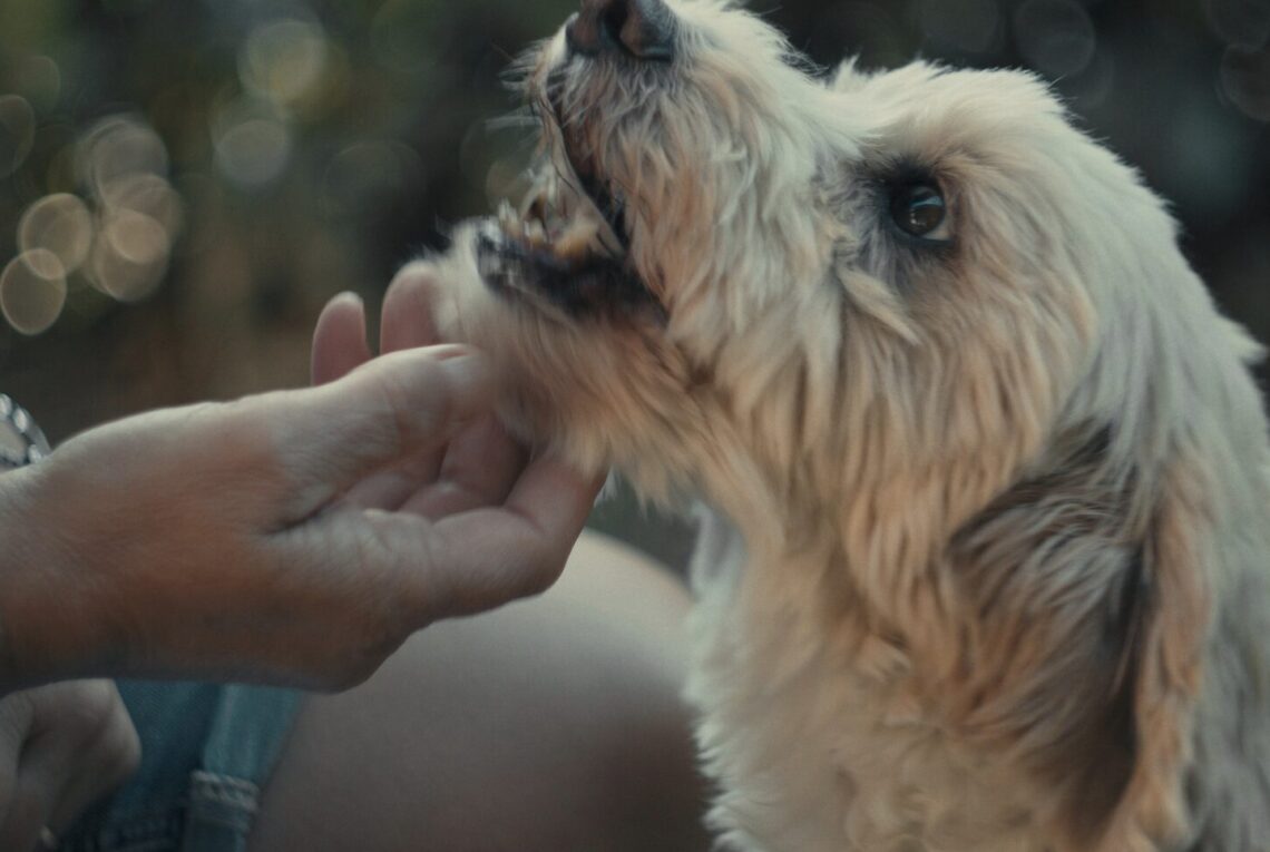 La Storia di Birba Il Cane da Tartufi diventata Star del Cinema