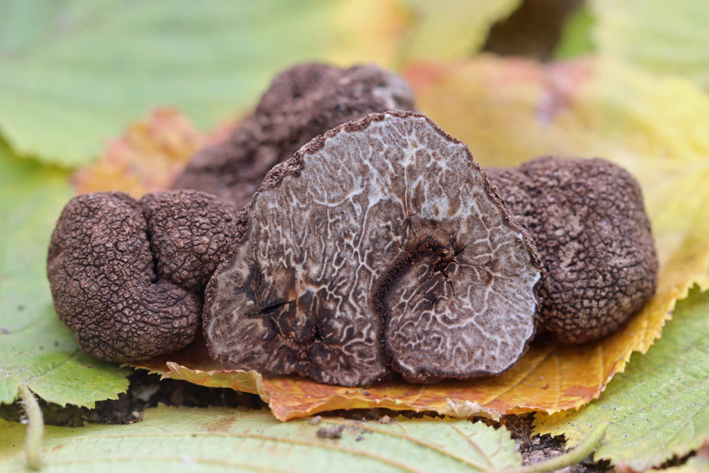 Tuber Thracicum il Tartufo che ha il Profumo delle Mandorle Amare